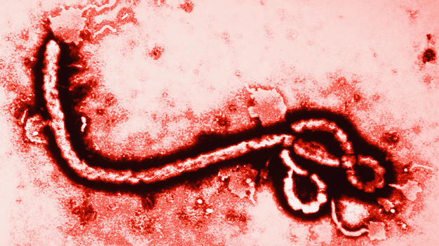 Clinical Trials on Tap for Possible Ebola Vaccine