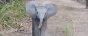 CLUMSY BABY ELEPHANT