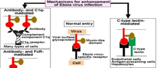 ebola