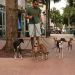 Spate of Mysterious Seizures for SoBe Dogs 