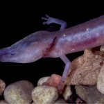 The Austin Blind Salamander is one of the species now listed as endangered in Central Texas.