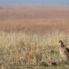 The potential endangered species listing of the Lesser Prairie Chicken could impact two big Texas industries: oil and gas drilling, and wind.