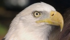 Bald eagle released at Harrison Mills