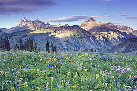 photo of high mountains and a meadow of wildflowers