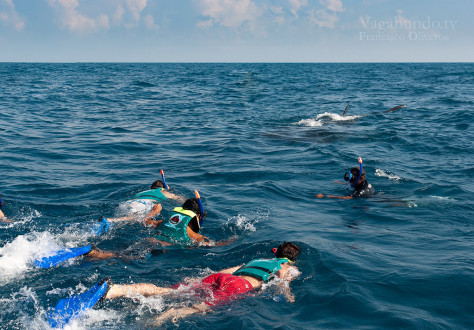 Yo, en el medio, en mi intento por snorkelear con el tiburón ballena.