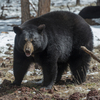 Populations of black bear in particular are spiraling upwards in many parts of the northern half of the U.S., as roads, homes and camping spots infringe on bear territory.