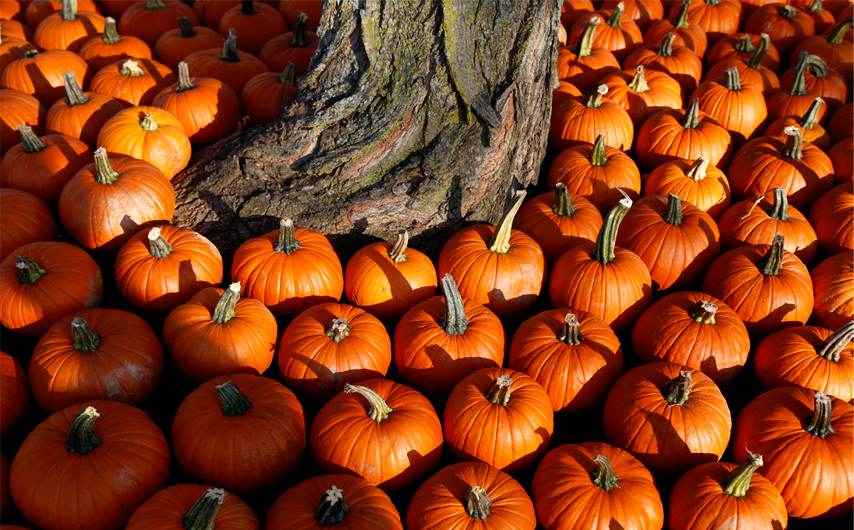 pumpkins around a tree Sagamore, MD