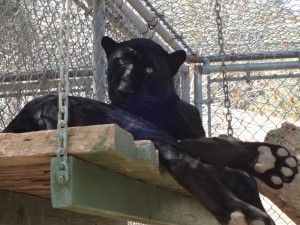 A panther at the Wildlife Waystation outside of Los Angeles. 