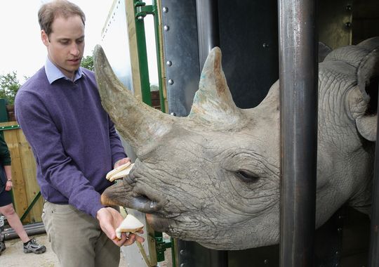 Prince William feeds a black rhino Zawadi at a wild
