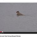 Watch a great horned owl swim