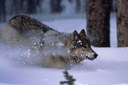 Killing wolves to protect cattle may backfire