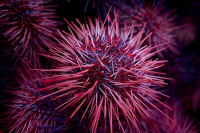Geoduck fishermen switch to urchins off Washington's coast