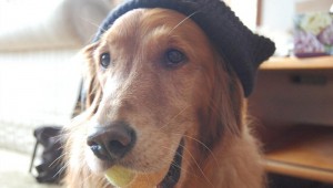 THIS BEANIE-WEARING DOG ONLY WISHES HE LOOKED AS COOL AS HAZEL (courtesy Jason Sussberg on flickr)