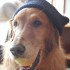 THIS BEANIE-WEARING DOG ONLY WISHES HE LOOKED AS COOL AS HAZEL (courtesy Jason Sussberg on flickr)