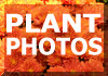 Plant Photos - Plant Images