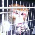 PETA targeting Air France to stop shipping monkeys through O'Hare