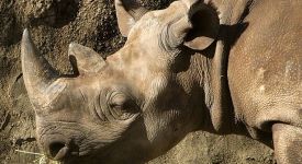 63,000 People Don't Want Royse City Man to Shoot a Black Rhino to Save Black Rhinos