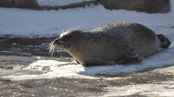 arctic ringed seal