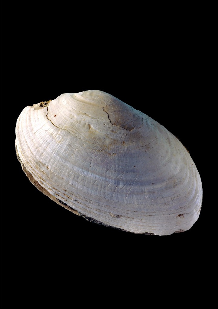 Engraved shell from Trinil