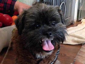 Ewok is a playful, five-year-old Brussels Griffon mix.