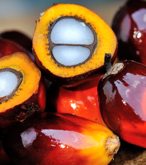 palm oil fruit