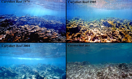 A dramatic time series of photos documenting the 95 percent loss of coral cover from Carysfort Reef, Key Largo, Florida since 1975. The photos capture the loss of a once thriving colony of elkhorn coral, Acropora palmata. Photos credit: Phil Dustan