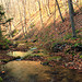 Burns Run Wild Area (5)