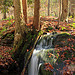 Burns Run Wild Area (11)