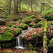 Burns Run Wild Area (20)