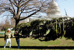 Worker guide the Capitol Christmas tree as it is unloaded from a flatbed truck Nov. 29, 2004, in Washington.