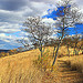 Prairie Grass Trail (7)