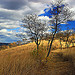 Prairie Grass Trail (4)