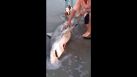 A video making the rounds on social media shows a man in South Africa yanking three live baby shark pups from the carcass of their dead mother.  The video, posted on YouTube and Facebook, shows a man on a beach in Cape Town pulling the sharks out and carrying them back to the ocean, according to The Independent.