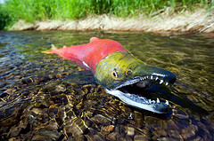 A male spawning salmon in Hanson Creek struggles to make his way up stream to the nesting females. Photo by Nick Hall