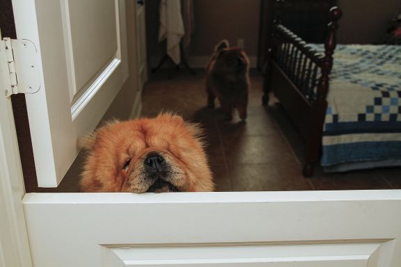 Dutch doors allow Dan and Mary Ellen Shook to confine their chows without isolating the dogs.
