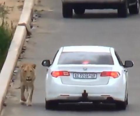 Lion stops traffic on South African bridge