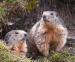 Warm weather delays Berlin Zoo marmot hibernation