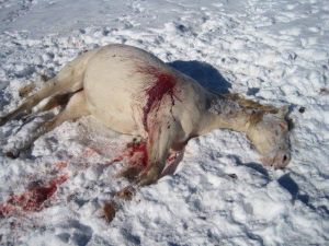 U.S. Humane Society offering $5,000 reward in Butte horse killing
