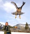 Davis brings raptors to Five Valleys Audubon meeting