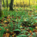 Ruth Zimmerman Natural Area (Autumn Visit) (4)