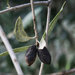 The fly, along with assorted other problems, has cut Italian olive production by about 35 percent.