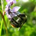 Bombus sylvarum is a species of bee found across Europe.