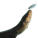 New research has found that electric eels can deploy  shocks with remarkable sophistication.