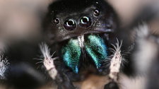 Inside a Jumping Spider’s Brain