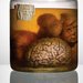 An image from the book “Malformed: Forgotten Brains of the Texas State Mental Hospital,” showing the kind of specimens missing from the University of Texas at Austin.