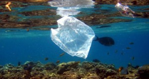 Fish swim near a plastic bag along a coral reef