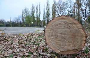 Stejar tăiat din parcul ploieștean, la cererea lui Burleanu / FOTO: Salvați Parcul Andrei Mureșanu!