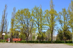 Și acești stejari ar fi trebuit tăiați pentru a face loc bazei de minifotbal / FOTO: Salvați Parcul Andrei Mureșanu!