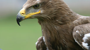 ScienceTake | A Bird’s Secret to Soaring