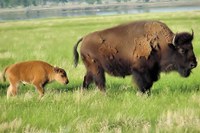 Latest: Bison transferred to Fort Peck Indian Reservation